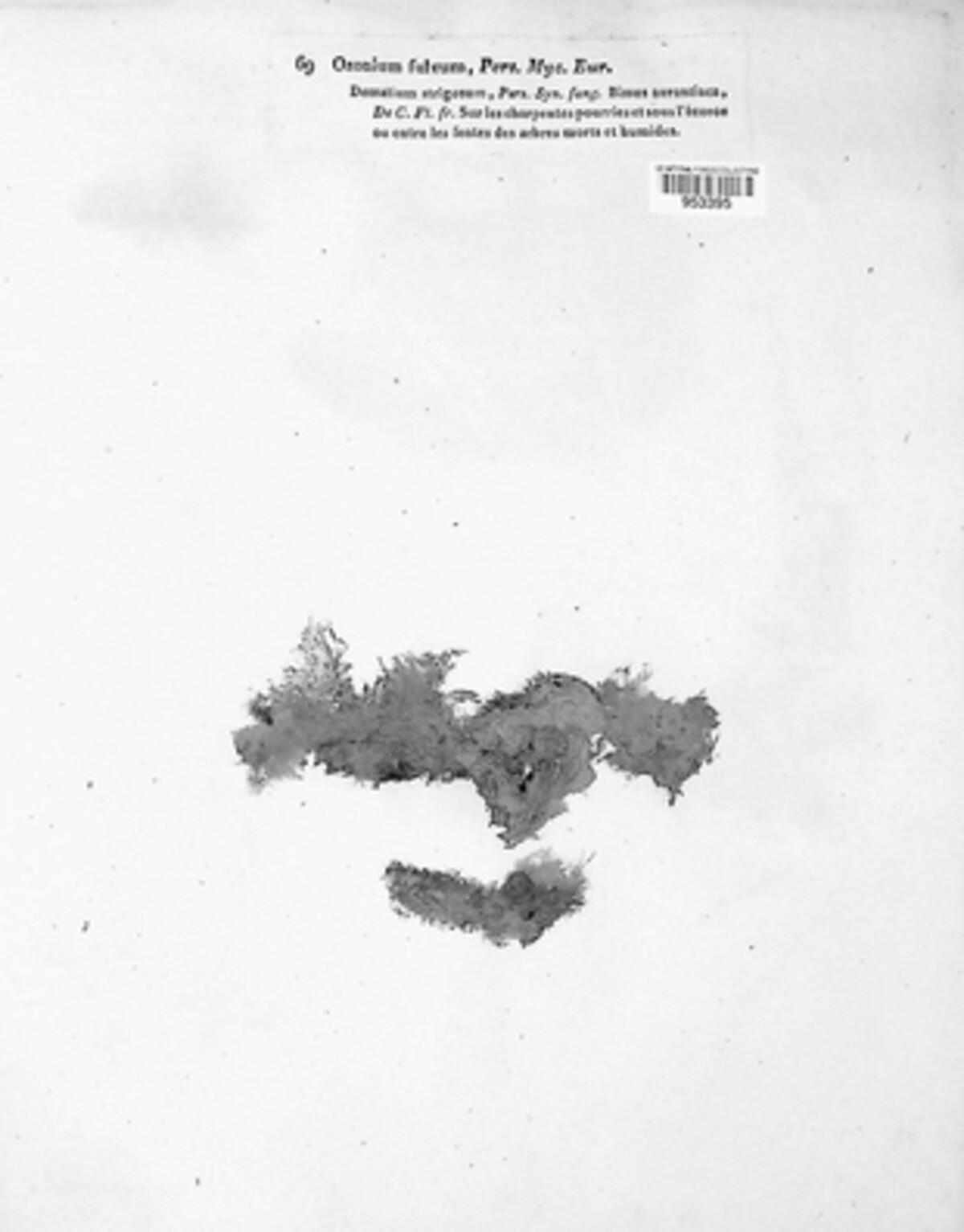 Ozonium fulvum image